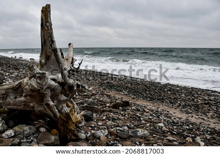 Flotsam on the Danish Baltic coast. Washed out tree trunks in winter.
