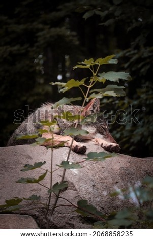 The picture depicts sleeping wolf on stone.