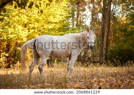 A beautiful white horse eats grass in the patvine, the animal walks in nature.

