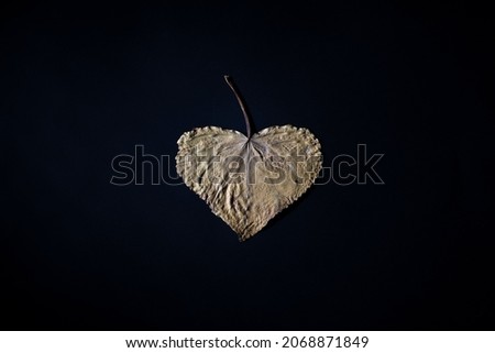 autumn dry golden leaf in the shape of a heart. on black background Creative minimalistic autumn love concept.