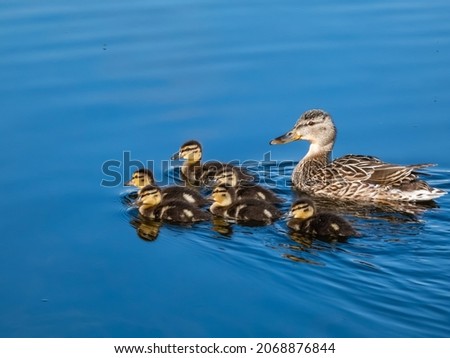 Group of beautiful, fluffy ducklings of mallard or wild duck (Anas platyrhynchos) swimming together with mother duck in blue water of a lake in bright sunlight Royalty-Free Stock Photo #2068876844
