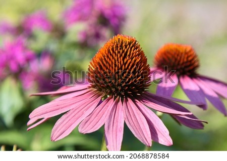 Blooming rose echinacea with a natural background. Pink coneflower. Selective focus. High quality photo Royalty-Free Stock Photo #2068878584
