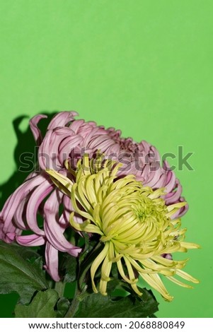 chrysanthemum tje very nice colorful autumn flowers close up
