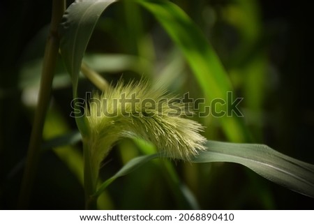 Beautiful green plant in the garden. Stock Image