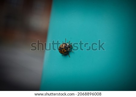 Lonely ladybug on teal pole