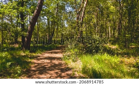 Picture of a forrest path taken on a beatifull summer day in Friesland, The Netherlands.