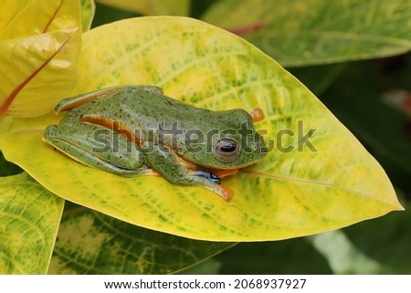 A green tree frog is resting on the leaves of a wild plant. This amphibian has the scientific name Rhacophorus reinwardtii. 