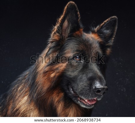 Purebred dark brown sheepdog against dark studio background