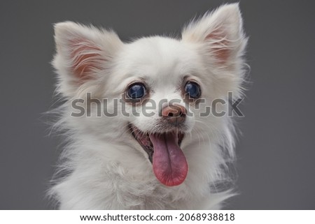 Joyful cute canine animal with white fluffy fur