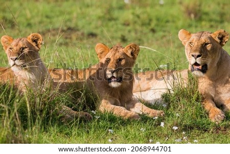 Three young male lions resting in the grass. Taken in Kenya