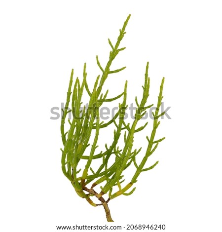 Fresh marsh samphire a coastal plant with vibrant green stalks and a crisp salty taste isolated on a white background