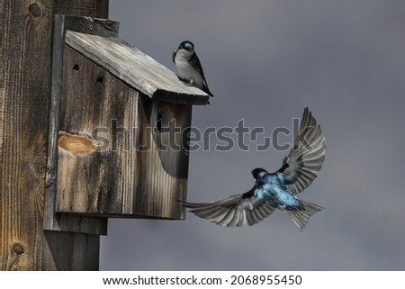 Tree Swallows nesting in old rustic wooden nest box