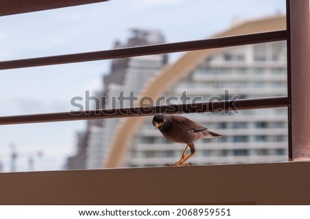 bird beggar on the balcony