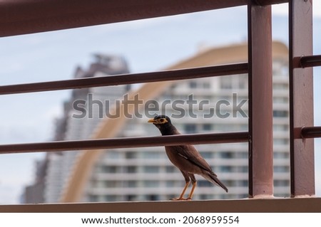 bird beggar on the balcony