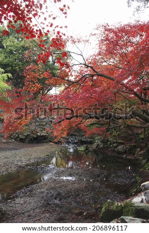 Autumn Leaves Of Nara Park