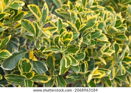 Foliage of  Euonymus variegated, Euonymus japonicus, evergreen spindle, or Japanese spindle  Royalty-Free Stock Photo #2068963184
