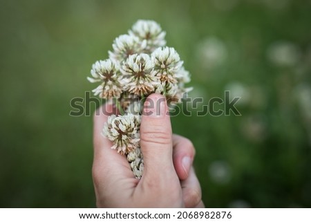 View of daisy flowers in a field