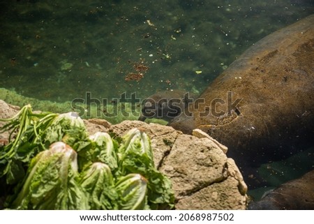 Sea ​​cows swim in the water. Baby sea cow and mother. Trichechus manatus. Antillean manatee family.