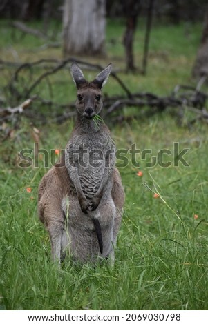 Kangaroo sitting in the Australian bush 