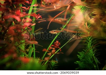 Dwarf rasbora Freshwater fish in the nature aquarium, is often as often referred as Boraras maculatus. Animal aquascaping photography with a focus gradient and soft background.