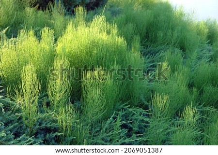 Close up of a dense colony of Equisetum arvense, the field horsetail or common horsetail. Poland, Europe                     