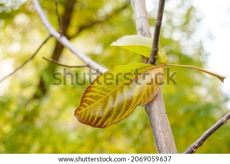 Fallen leaves hanging on a tree branch in autumn