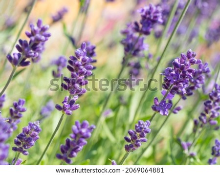 Close up Lavandula angustifolia, Levander floral pattern, bunch of flowers in bloom, purple lilac scented flowering plant on green bokeh background, selective focus Royalty-Free Stock Photo #2069064881