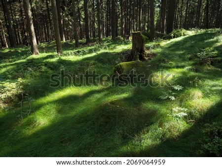 Magic meadow in spruce tree forest with tall lush green grass with dew drops on the blades of grass. Shadows and light beams, fairy tail mood