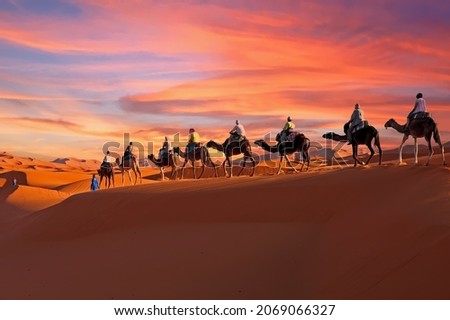 Camel caravan going through the Sahara desert in Morocco at sunset Royalty-Free Stock Photo #2069066327