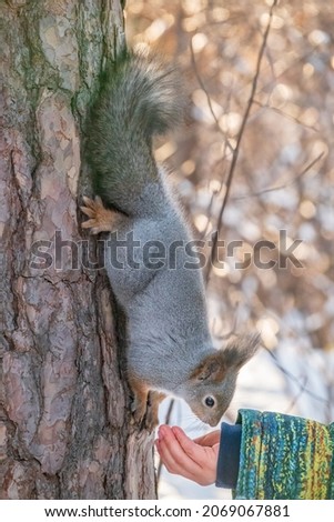 A little child in winter feeds a squirrel with a nut. Cute little boy feeding squirrel at winter park