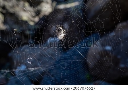 Spider web in the dark. Bright spider web with a spider cross in the center on a dark natural background.