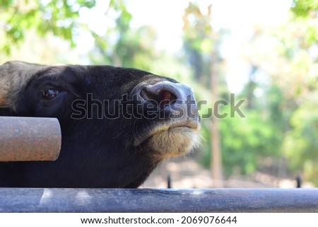 Bull eating the grass and vegetables. Closeup of head of cow on zoo safari. taurus bull eat farm nose animal nature