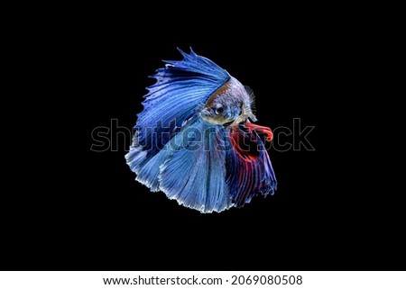 Beautiful half moon blue and red Betta splendens, Siamese fighting fish or Pla-kat in Thai popular fish in aquarium. Show off tail spreads while swimming beautifully, isolated on black background