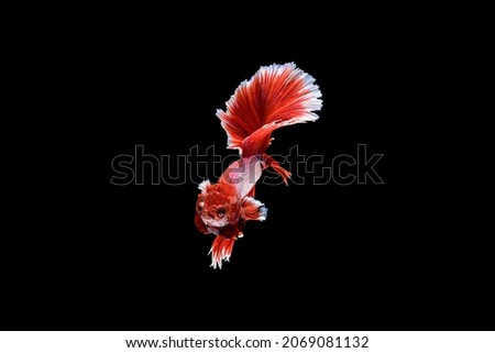 Beautiful half moon red and white Betta splendens, Siamese fighting fish or Pla-kad in Thai popular fish in aquarium. Show off white tail while swimming isolated on black background
