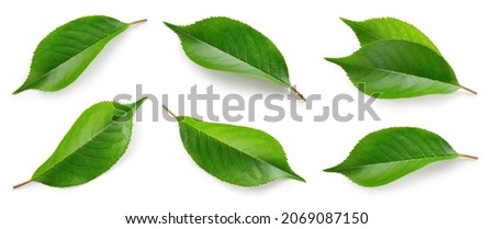 Cherry leaf isolated. Cherry leaves on white top view. Set of green fruit leaves flat lay. Full depth of field. Royalty-Free Stock Photo #2069087150