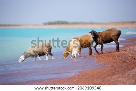 A flock of goats and sheeps came on the watering hole to the shore of the lake on a hot summer morning.