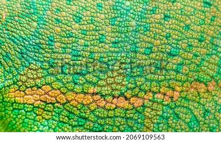 Beautiful multicolored bright chameleon skin, reptile skin pattern texture multicolored close-up as a background. Royalty-Free Stock Photo #2069109563