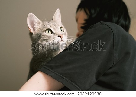 A domestic striped gray cat with yellow eyes sits in the arms of the hostess. The cat in the home interior. World Pet Day.