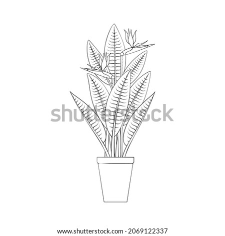 Line art black tropical potted house plant strelitzia isolated on white background. Stock illustration.