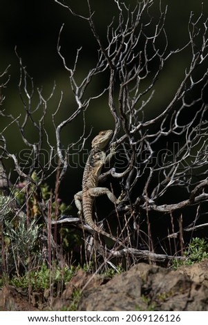 Agama sits on a dry branch against the background of a dark forest, Cyprus