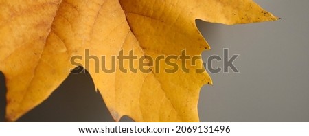 yellow autumn leaf. natural wood texture background.