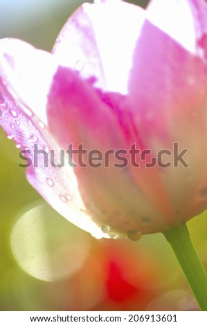 An Image of Tulip
