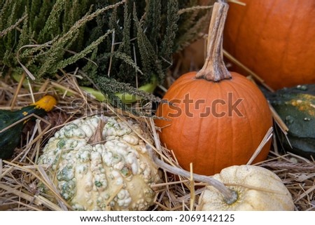 Sort of decorative pumpkins on rustin hay