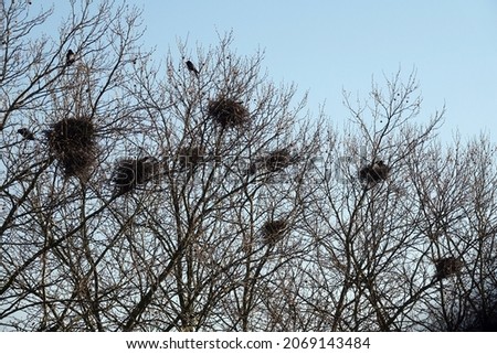               Crows nests in a tree                   Royalty-Free Stock Photo #2069143484