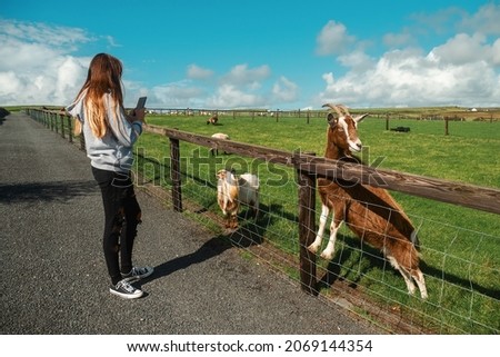 Teenager girl taking picture on her smart phone of brown goat standing on a fence posing and looking away from the camera. Outdoor contact zoo concept. Creating content for social media theme.