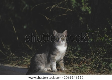 A beautiful fur cat pic