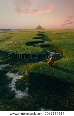 Dog weimaraner breed, in the famous landmark of Bretagne, Mont Saint Michel, is here seen lit in the early evening, just after sunset, France Royalty-Free Stock Photo #2069150519