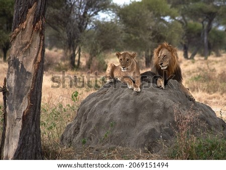 Safari Tanzania. Tarangire National Park Royalty-Free Stock Photo #2069151494