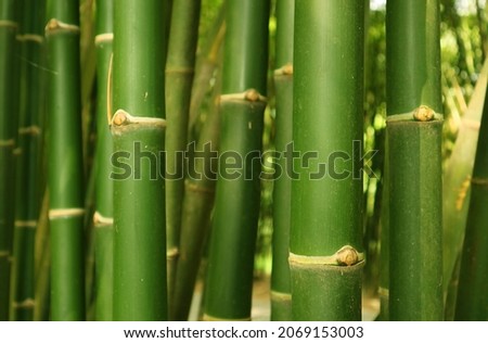 Closeup green bamboo tree trunk of the bamboo forest in Thailand
