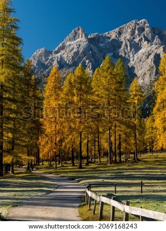 autumn colors in Val Fiscalina, Dolomiti Italy